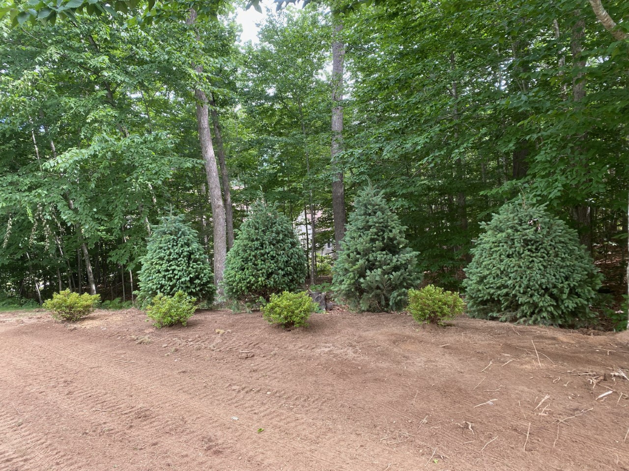 azalea, spruce privacy screen